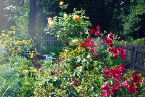 Cottage garden  Stock Photos