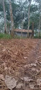 Cottage inside forest Foto stock