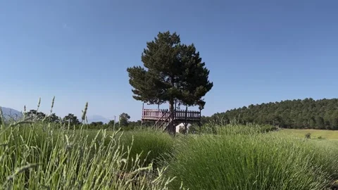 A cottage in the middle of a lavender field Stock Footage 249765966