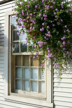 Cottage Stock Photos