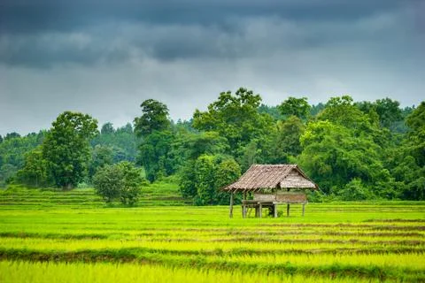 Cottage in the rice fields. Grey overcast sky in the rainy season. Stock Photos