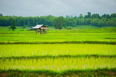 Cottage in the rice fields. Stock Photos