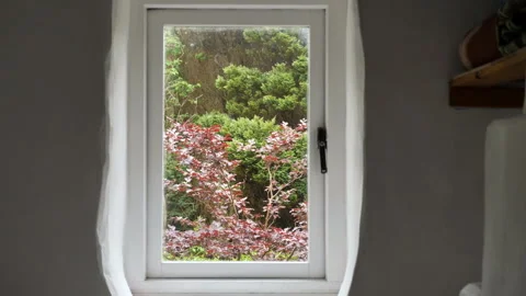Cottage Window View of Trees Video stock 242891797