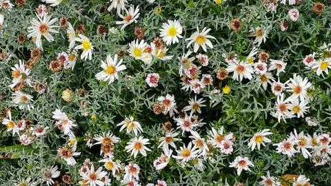 Cottagecore fall garden texture. Asters and fading ferns in natural, sustai.. Stock Photos