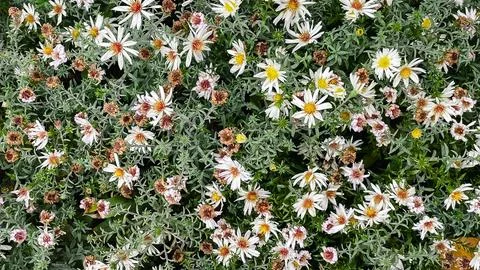 Cottagecore fall garden texture. Asters and fading ferns in natural, sustai.. Stock Photos