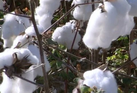 Cotton - 0003 Stock Footage 844583