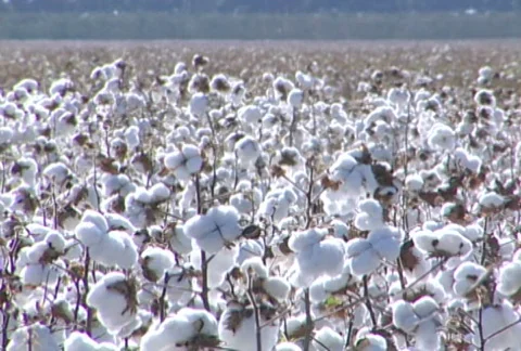 Cotton - 0004 库存影片 844614