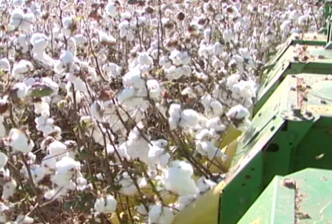 Cotton - 0007 库存影片 844585