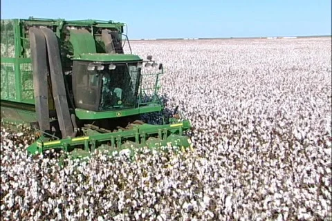 Cotton - 0026 库存影片 844595