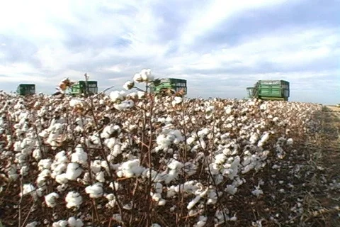 Cotton - 0032 Stock Footage 844598