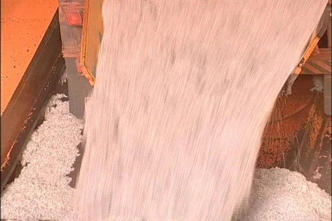 Cotton - 0043 Stock Footage 853705