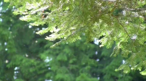 Cotton in the Air Stock Footage 507657