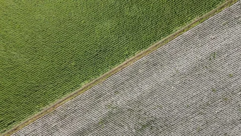 Cotton And Corn Fields Stock Footage 331023546