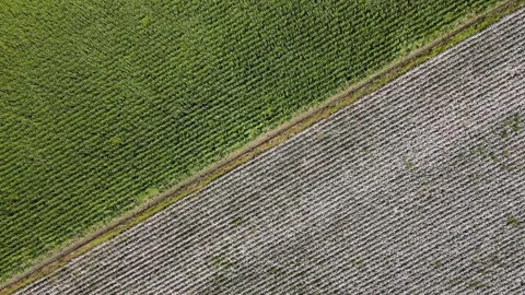 Cotton And Corn Fields Stock Footage 331993084