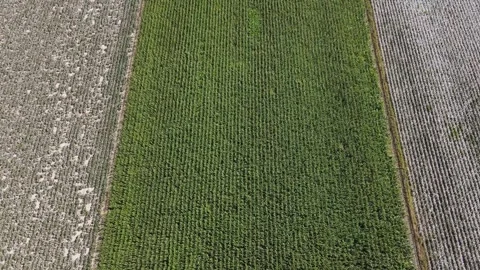 Cotton And Corn Fields Stock Footage 332006338