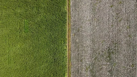 Cotton And Corn Fields Stock Footage 332151452