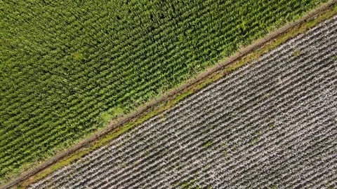 Cotton And Corn Fields Stock-Footage 333336893