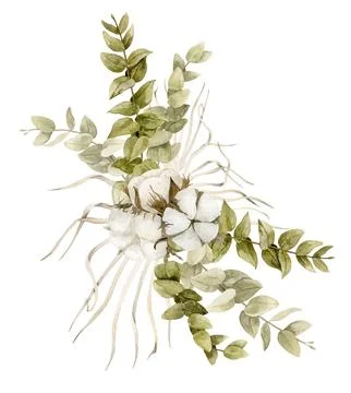Cotton and Eucalyptus on isolated background. Hand drawn watercolor illustration Stock Illustration