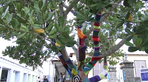Cotton and wool decoration on a tree Stock Footage 67572650