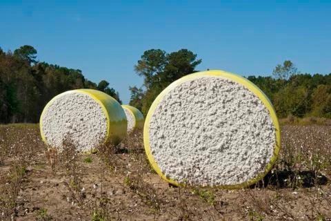 Cotton bales Foto stock