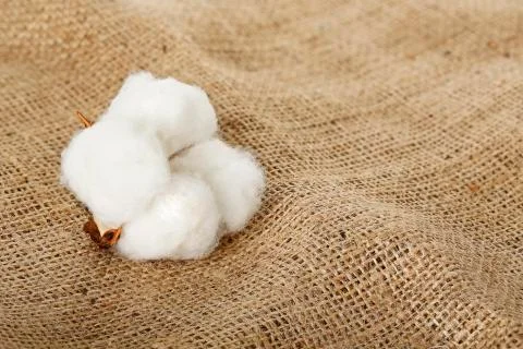 Cotton ball Stock Photos