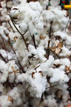 Cotton balls Stock Photos