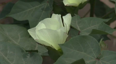Cotton blossoms 2 Stock Footage 40650120