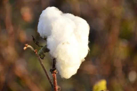 Cotton Boll Foto stock