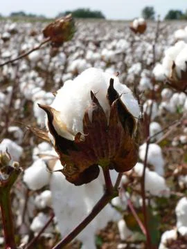 Cotton boll Foto stock