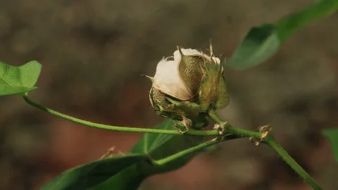 Cotton Boll in a plowed field opens in time lapse, 4K. Stock Footage 120344384
