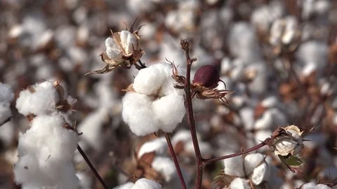 Cotton boll ripe with bud Video stock 79484840