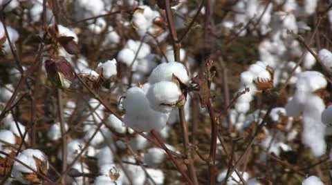 Cotton Bolls Field Video stock 10774620