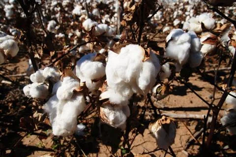 Cotton bolls Foto stock