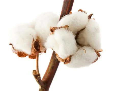 Cotton bolls Stock Photos