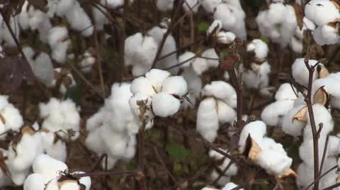 Cotton Bolls Pull Video stock 12725502