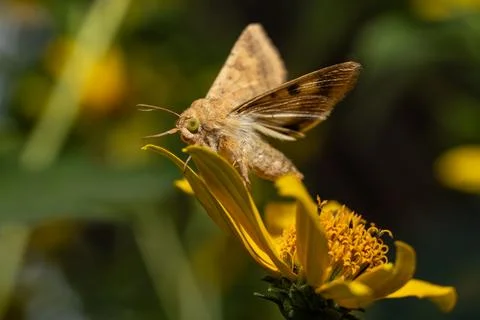 Cotton bollworm, corn bollworm or Old World bollworm Helicoverpa armigera Stock Photos
