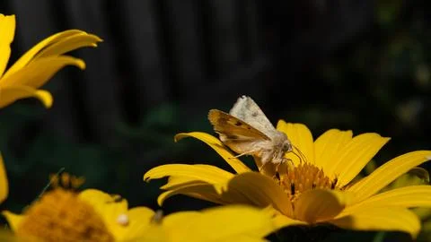 Cotton bollworm, corn bollworm or Old World bollworm Helicoverpa armigera Stock Photos