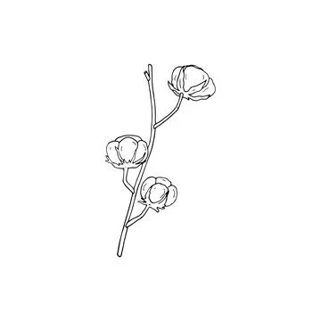 Cotton branch in doodle style Stock Illustration