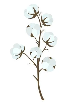 Cotton branch isolated object. Stock Illustration