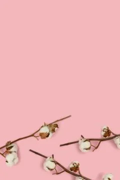 Cotton branches on a pink background. Stock Photos
