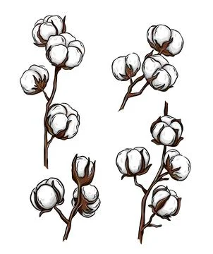 Cotton Branches, Set Of Vector Illustrations Stock Illustration