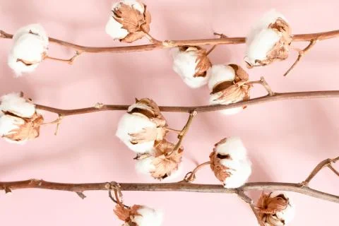 Cotton branches texture on pink background Stock Photos