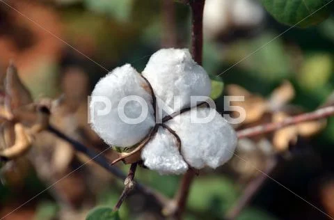 Cotton bud Stock Photos