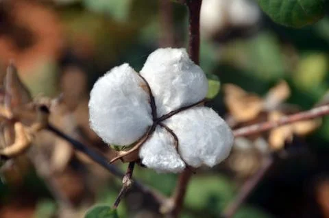 Cotton bud Photos