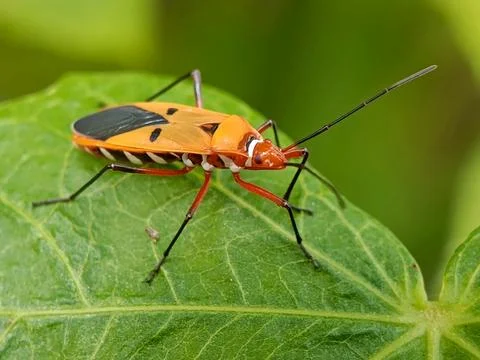Cotton bug Stock Photos