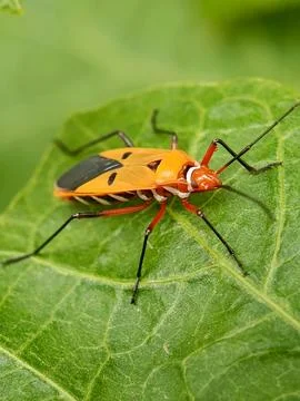 Cotton bug Stock Photos