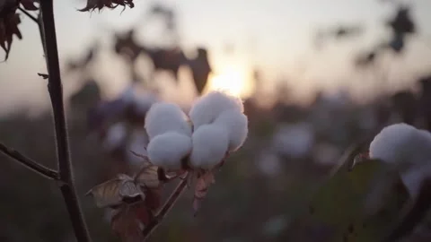 Cotton bush against the setting sun Stock Footage 140416198