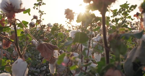 Cotton bush on a sunlight background, ready for harvesting. Cotton field. Stock Footage 250127068