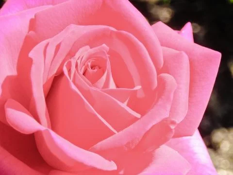Cotton Candy Rose Stock-Fotos