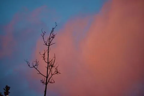 Cotton candy sky with tree Stock Photos